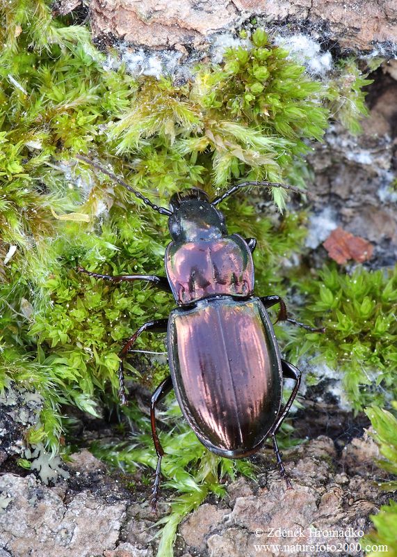, Pterostichus burmeisteri Heer, 1838 (Beetles, Coleoptera)